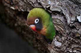 Keep in mind, this price only covers the initial adoption cost and doesn't include other costs. 9 Types Of Lovebirds A Comprehensive List With Photos Parrot Website