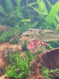 Amano shrimp preying on Cherry | UK Aquatic Plant Society