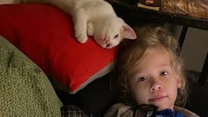 Fundraiser by Michelle Lepage : Aidez Chat Botté à retrouver sa pleine  mobilité