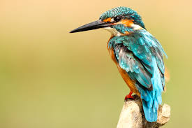 Bokeh japanese translation ini belum muncul di situs manapun karena orang yang mengunggah videonya masih terbatas. 5203755 4005x2670 Perch Borisworkshop Nature Taiwan Bird Blur Kingfisher Blue Green Bokeh Free Pictures Beak Animal Cool Wallpapers For Me