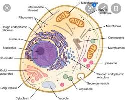 Maybe you would like to learn more about one of these? Draw An Outlined Diagram Of An Animal Cell Label The Different Parts Or Brainly In