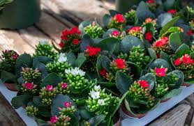 Image result for Kalanchoe calandiva
