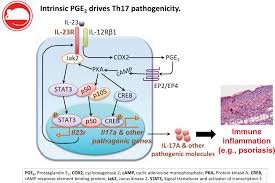 Dinoprostone is used in labor induction, bleeding after delivery, termination of pregnancy, and in newborn babies to keep the ductus arteriosus open. T Cell Intrinsic Prostaglandin E2 Ep2 Ep4 Signaling Is Critical In Pathogenic Th17 Cell Driven Inflammation Journal Of Allergy And Clinical Immunology