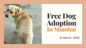 Labrador dog price in india mumbai ·. Free Dog Adoption In Mumbai 2020 L Dogs For Adoption In March 2020 L Dog Adoption India Youtube