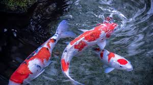 Best free live wallpaper for your android mobile phone. 51 Koi Fish Live