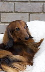 This breed can be adaptable and will. Education Regal Red Dachshunds