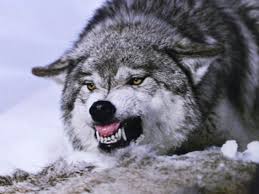 We did not find results for: Canis Lupus The Grey Wolves Of Then And Now Owlcation