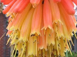 Image result for Asphodelaceae