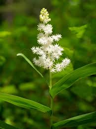 Image result for Liliaceae