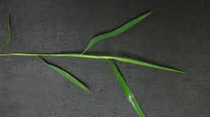 It thrives in rich soil and anywhere it can take cover from the sun. Nimblewill Nc State Extension Publications
