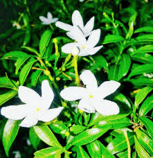 Melati mempunyai bentuk batang yang tegak dan dapat tumbuh. Beautiful Melati White Flower Bunga Melati Putih Yang Indah Steemit