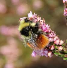 Image result for Bombus monticola
