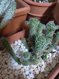 When i was young that referred to chamaecereus silvestrii. My Tiny Thimble Cactus Six Years On Look At Him Grow Cactus