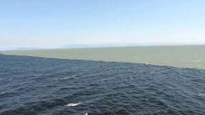 Atlantic bluefin tuna h ave colorless lines alternating with rows of colorless spots on their lower sides. Fact Check No This Is Not The Meeting Point Of Atlantic And Pacific Oceans Fact Check News