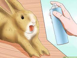So can hedgehogs and rabbits live together? How To Introduce Rabbits 10 Steps With Pictures Wikihow Pet