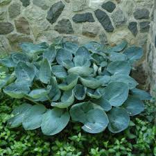 Maybe you would like to learn more about one of these? Hosta Big Daddy Buy Plantain Lily At Coolplants