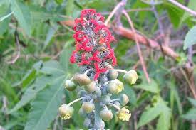 Image result for Ricinus communis