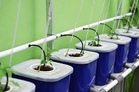 Hydroponic and aquaponic gardening tips on how to setup your hydroponic or aquaponic systems. L9bau2p Rgmbmm