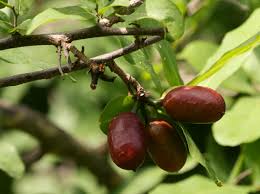 Image result for Erythrococca kirkii