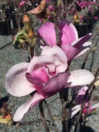 Image result for magnolia soulangeana