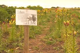 During a vietnamese wedding, it is customary for only men to bring flowers for the women, and the same is true during the dating period. Beautiful Blumen Cutting Your Own Flowers In Germany Article The United States Army