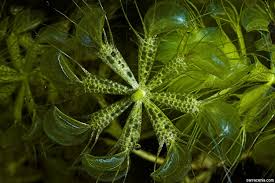 Image result for Aldrovanda vesiculosa