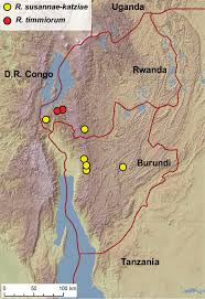 Image result for Scepocarpus hypselodendron