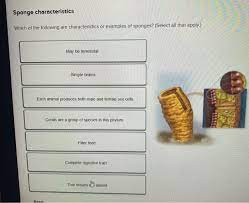 We did not find results for: Sponge Characteristics Which Of The Following Are Chegg Com