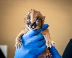 Caracal kitten kora the caracal kitten has perfected her ear flick. 3 Caracal Kittens Born At Nashville Zoo Life Mainstreet Nashville Com