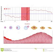 fertility chart stock vector illustration of basal body