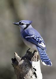 Gray Birds That Look Like Blue Jays Blue Jay Portrait Blue Jay Bird Blue Jay Bird Pictures