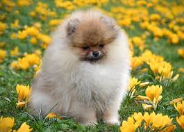 Browse this list of 10 dog breeds that don't stink if you're sensitive to smells. 25 Fluffy Dog Breeds That You Ll Want To Pet All Day Long Purewow