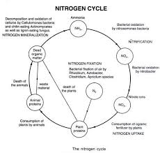 Nitrogen Cycle Steps Of Nitrogen Cycle Online Biology Notes