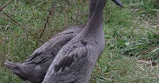 Baby Black And White Duck Breeds Runner Duck Club Runner Ducks Geese Breeds Duck