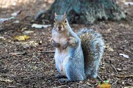 Add ½ bottle (1 oz) hot sauce into the water. Do Coffee Grounds Keep Squirrels Away Wildlife Informer