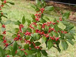 Ilex Verticillata Cure Nursery