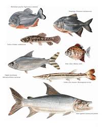 Pin By Hacksaw Joey On Peces Comparativos Comparative Fish Fish Art Fish Fish Illustration