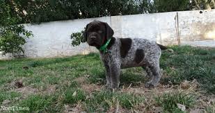 Black and white and solid white. Very Excited German Shorthaired Pointer Puppies For Sale Brixham Devon Nomtimes Uk