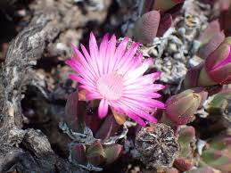 Image result for Nesogenaceae