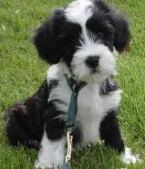 Despite its name, it is not a member of the terrier group. How To Train A Tibetan Terrier