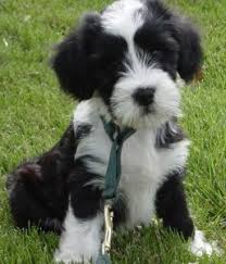 Our listings are from top breeders from around the country. How To Train A Tibetan Terrier