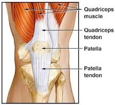 The Quadricep Tendon And The Nba