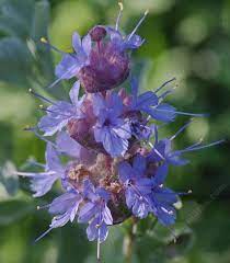 We did not find results for: A Couple Of Hundred Pictures Of California Flowers In A May Native Plant Garden