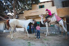 (1b) no pictures with added or superimposed digital text, emojis i shaved an intricate pattern into my camel right. The Shocking Reality Of Horses And Camels In Egypt Bored Panda