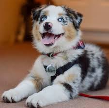 Australian shepherd for sale craigslist. Blue Heeler Australian Shepard Mix Heeler Puppies Blue Heeler Dogs Austrailian Cattle Dog