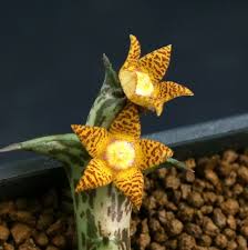 Image result for Orbea carnosa