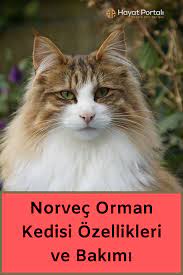 norvec orman kedisi ozellikleri ve bakimi norvec orman kedisi norvec ormanlar