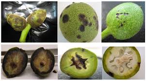 Image result for Walnut blight
