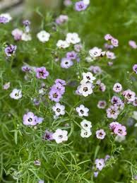 Image result for Felicia grantii