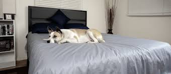 Reversible Waterproof Protective Cover For Pets And People In 2020 Dog Beds Homemade Dog Beds For Small Dogs Bed